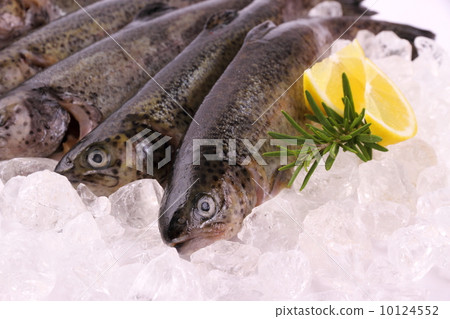 Fresh rainbow trout with lemon on ice 10124552