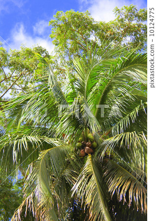Nutmeg tree. Nutmeg tree. 10124775