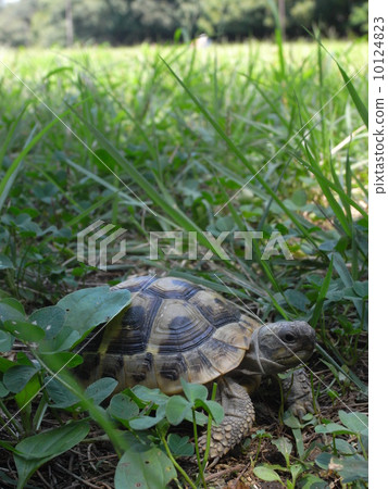 烏龜 爬行動物 爬蟲類的 10124823