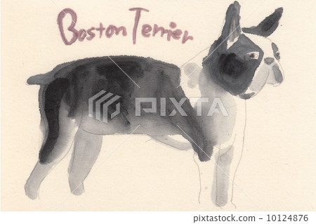 Boston Terrier Boston Terrier 10124876
