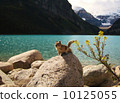 Squirre 10125055