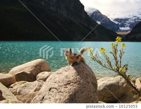 Squirre Squirre 10125055