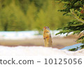  Prairie dog 10125056