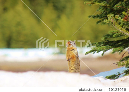 Prairie dog Prairie dog 10125056
