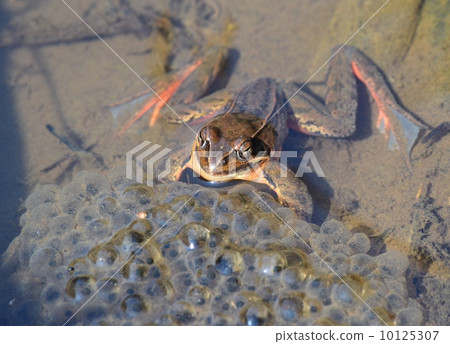 青蛙蛋 青蛙蛋 10125307