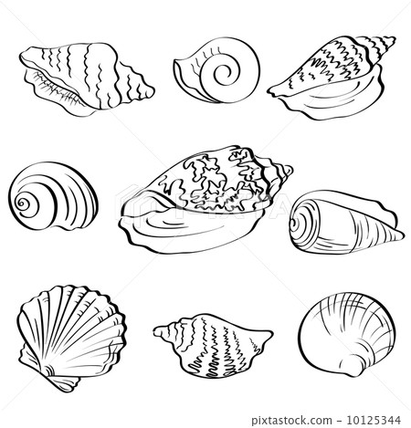 Set seashells, outline 10125344