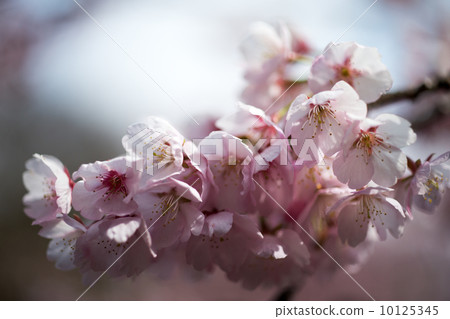 Okanakakura Okanakakura 10125345