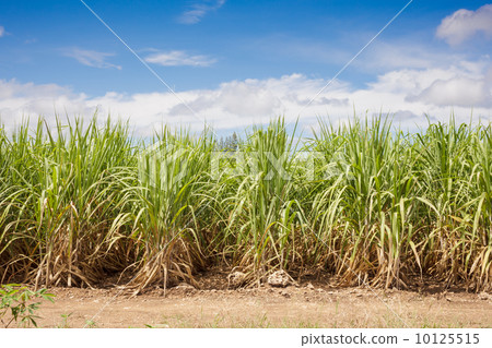 Sugarcane field and blue sky 10125515