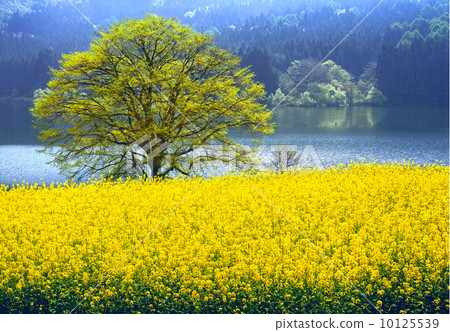 Hato Rako Rape field 10125539