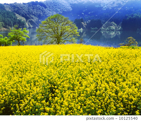 Hato Rako Rape field Hato Rako Rape field 10125540