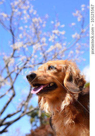 It's spring♪ It's spring♪ 10125567