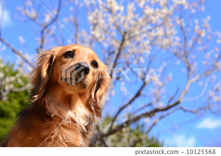 It's spring♪ 10125568