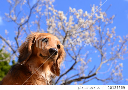 It's spring♪ It's spring♪ 10125569
