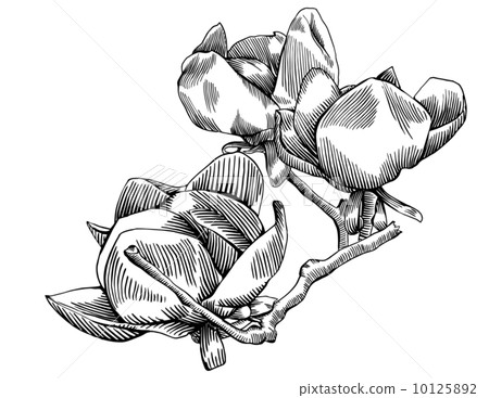 Flowering Branch of Magnolia 10125892