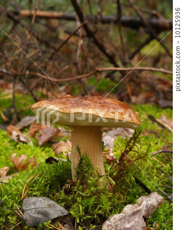 Boletus edulis in the autumn forest 10125936