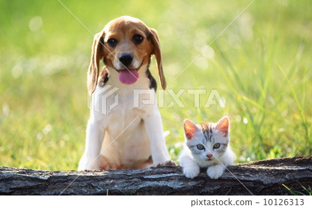 Beagle and kitten Beagle and kitten 10126313