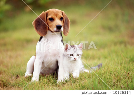 Beagle and kitten Beagle and kitten 10126314