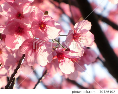 Sakura Sakura 10126402