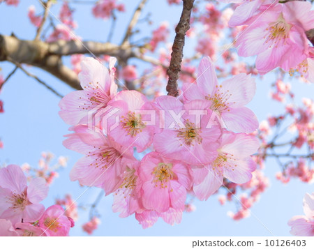 Sakura Sakura 10126403