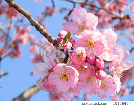 Sakura Sakura 10126404