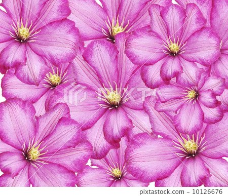 Clematis Flowers Clematis Flowers 10126676