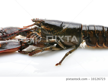 Raw Lobster 10126723
