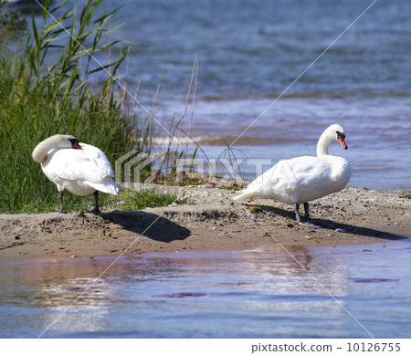 Swans 10126755