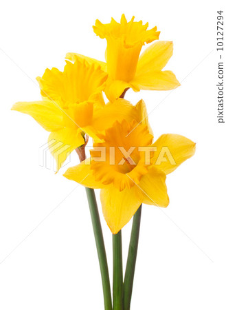 Daffodil flower or narcissus  bouquet  isolated on white backgro Daffodil flower or narcissus  bouquet  isolated on white backgro 10127294