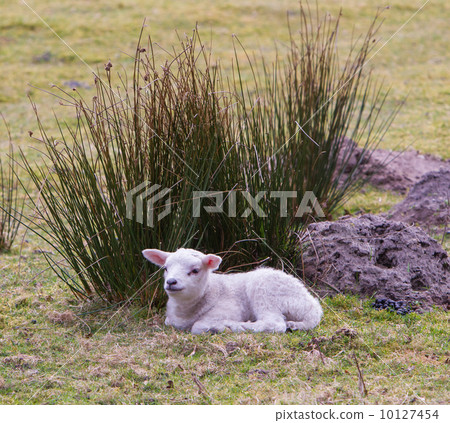 Little lamb Little lamb 10127454