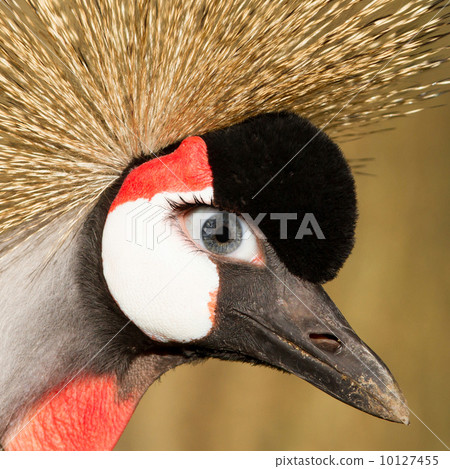 Crowned crane with a human eye Crowned crane with a human eye 10127455