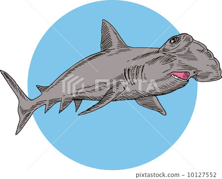 Hammerhead Shark Swimming 10127552