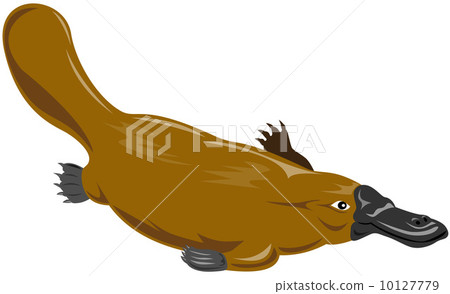 Platypus Diving Platypus Diving 10127779