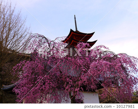 Five story tower and cherry 10127981