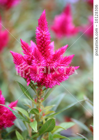 Celosia 10128306