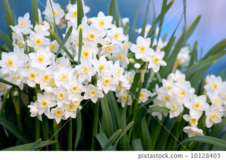 Group of Nippon Suisen (Japan Narcissus) Group of Nippon Suisen (Japan Narcissus) 10128403