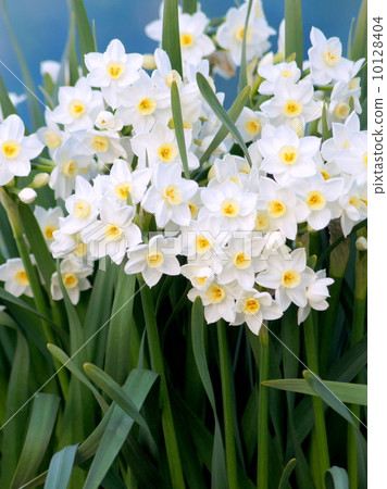 Group of Nippon Suisen (Japan Narcissus) Group of Nippon Suisen (Japan Narcissus) 10128404