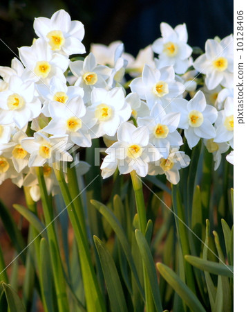 Group of Nippon Suisen (Japan Narcissus) 10128406