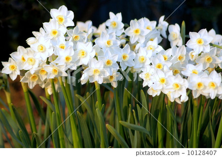 Group of Nippon Suisen (Japan Narcissus) 10128407