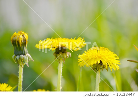 Dandelion Dandelion 10128447