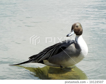 小長鴨 小長鴨 10128507