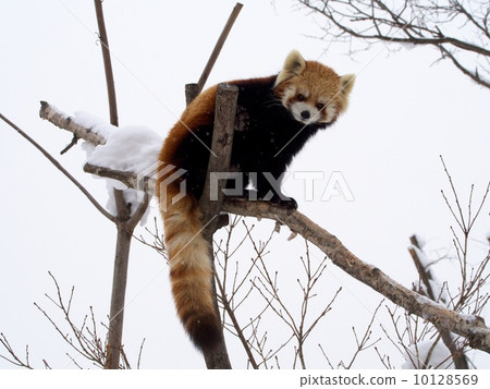 Redress Panda on a tree 10128569