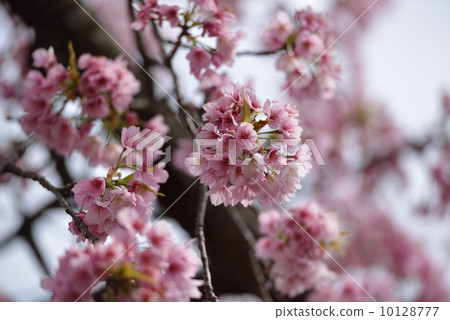 Okono cherry tree 10128777