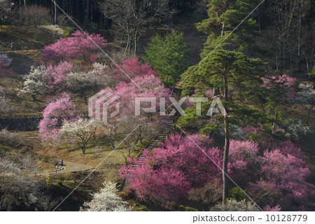 Yoshino Umezo Yoshino Umezo 10128779