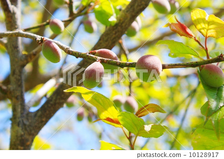 Plum tree 10128917