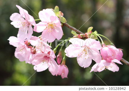 櫻花(陽光櫻花) 櫻花(陽光櫻花) 10128942