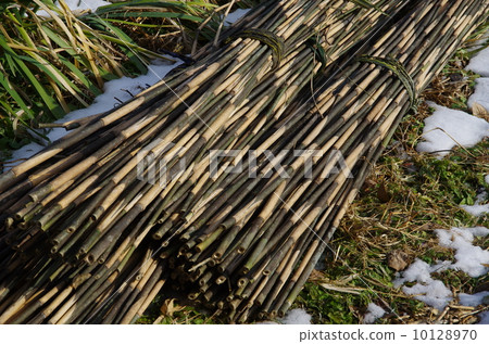 Bunch of Shinkotake bamboo cutting 10128970