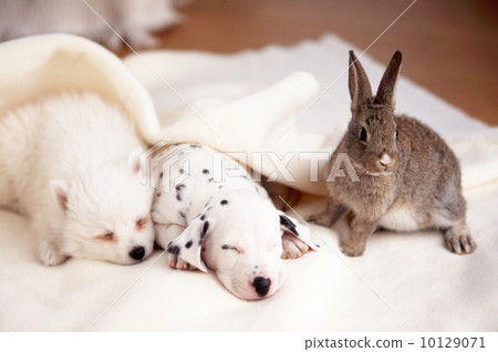 Dalmatian and mini rabbit 10129071
