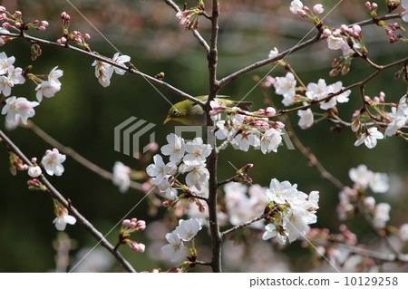 White-eye and cherry White-eye and cherry 10129258