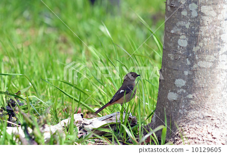黃尾鴝 黃尾鴝 10129605