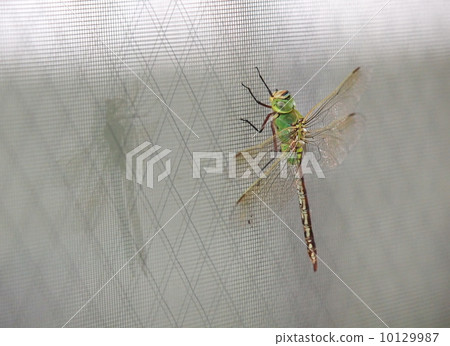 ANAX帕泰諾佩朱利葉斯 ANAX帕泰諾佩朱利葉斯 10129987